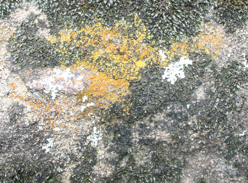 lichen13